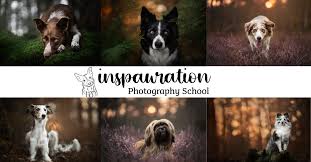 In choosing the location to photograph your pet you might want to consider a variety of other factors also. Home Inspawration Photography