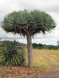 Image result for Dracaenaceae