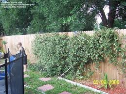 Maybe you would like to learn more about one of these? Plantfiles Pictures Trachelospermum Species Chinese Star Jasmine Confederate Jasmine Star Jasmine Trachelospermum Jasminoides By Txsugarmagnolia