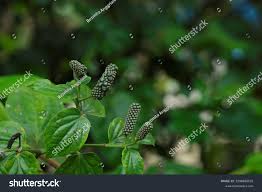 Image result for Piper capense