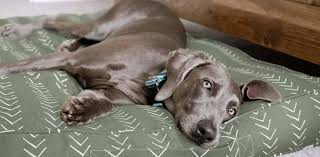See more ideas about dog pet beds, pet bed, covered dog bed. Dog Bed Replacement Covers Washable Dog Bed Duvets Molly Mutt