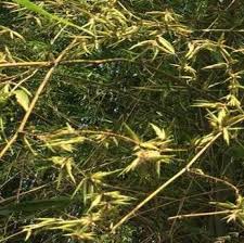 Image result for Bambusa balcooa