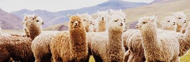 What are dogs used for? Alpaca Bellepaga