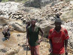 Image result for Schizochilus lepidus