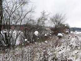 Rezultatele cautarii de comentarii dupa: Pflege Von Hecken In Der Freien Landschaft Lfl