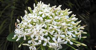 Image result for Ixora fastigiata