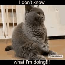 I Dont Know What Im Doing Gifs Tenor