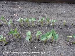 Time of sowing and plant spacing has paramount significance in improving, growth and pod yield of hyacinth. Growing Bush Beans In The Home Vegetable Garden