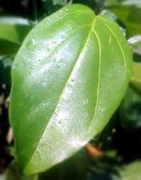 Check spelling or type a new query. 41 Gambar Daun Cincau Gambar Terkini