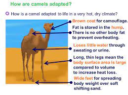 (the ship of the desert). Adaptation What Is An Adaptation Adaptations For A Cold Climate Ppt Video Online Download