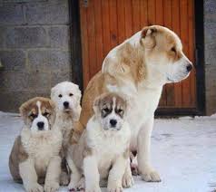 мама спит она устала ну и я играть не стала Alabai Alabay Dog Turkmenistan Shenki Foto Sobak Krupnye Porody Sobak