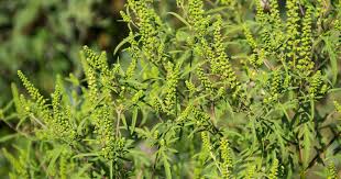 Ragwitek tablets contain pollen allergen extract from short ragweed (ambrosia artemisiifolia). How To Kill Ragweed In Your Lawn