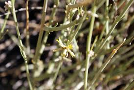 Image result for Orthanthera