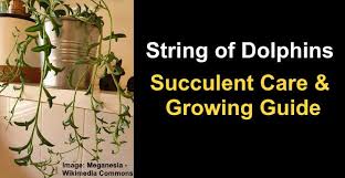 The leaves will appear shriveled and dried up. String Of Dolphins How To Care For A Dolphin Succulent
