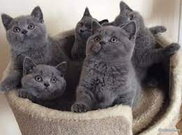 Meskipun harga kucing british shorthair alias bsh cukup mahal, faktanya bukan jadi alasan untuk tidak memeliharanya. Male And Female British Shorthair Blue Kittens Pets For Sale In Kuala Lumpur Sheryna Com My Mobile 658636