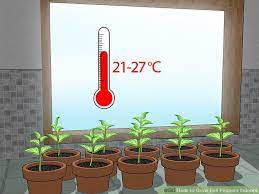 How To Grow Bell Peppers Indoors With Pictures Growing Bell Peppers Stuffed Bell Peppers Stuffed Peppers