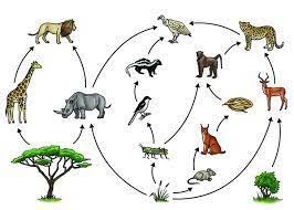 13 Food Chain Ideas Food Chain Food Web Grassland