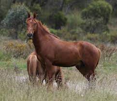 Become a fan and stay up. Barilaro Wins Fight To Recognise Heritage Worth Of Brumbies The Land Nsw