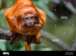 Orange Monkey High Resolution Stock Photography And Images Alamy