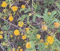 Image result for Acacia fleckii