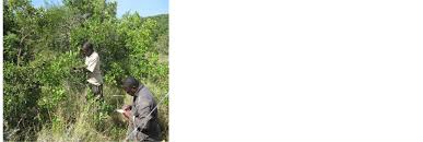 Image result for Scorodophloeus fischeri