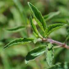 Image result for Syncolostemon canescens