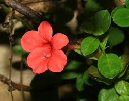 Image result for Barleria