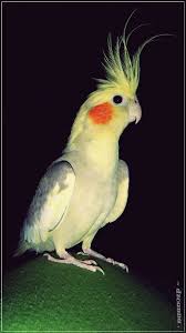 Green Bird With Red Cheeks Cockatiel Used To Have 2 Of These Animal Photo Animals Cute Animals
