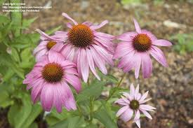 Echinacea 'ruby star' if planting plugs, make sure plug trays have been watered prior to transplanting. Plantfiles Pictures Echinacea Purple Coneflower Ruby Star Echinacea Purpurea By Azulverde