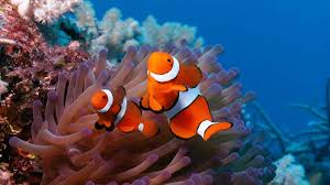 Resultado de imagem para wallpapers of corals