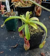 Image result for Trachyandra burkei