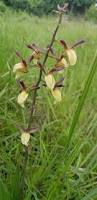 Image result for Eulophia angolensis