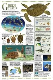 Free Set Of Printed And Physical Sea Turtle Conservation Posters Homeschool Giveaways Loggerhead Sea Turtle Turtle Conservation Turtle Facts