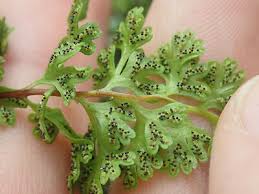 Image result for Anogramma leptophylla