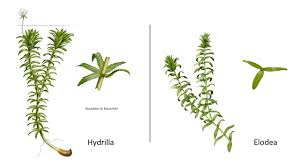 Image result for Hydrilla