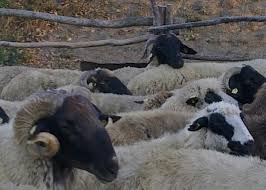Apia Pachetul 8 Masura 10 Lista Raselor De Animale In Pericol De Abandon Si Valoarea Platilor Compensatorii Agrostandard