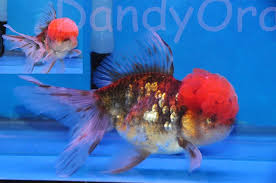 Oranda Goldfish Oranda Goldfish Age Of Aquariums Goldfish Oranda Goldfish Goldfish Art
