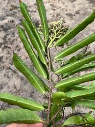 Image result for Maranthes