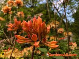 Fragrant Orange Flame Azaleas Will Dazzle Your Spring Landscape Gardensall