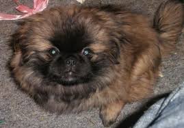 Black And White Pekingese Puppies For Sale Brown Black Brindle Pekingese Pup Google Search Pekingese Puppies Pekingese Pekingese Dogs