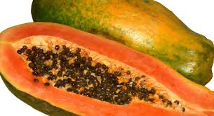 Image result for Carica papaya