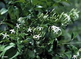 Image result for Jasminum schimperi