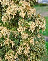 See full list on sundaygardener.co.uk Pieris Japonica White Rim Media Database