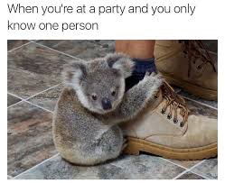 Never Let Go Baby Koala Cute Animals Baby Animals