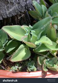 Image result for Kalanchoe pinnata