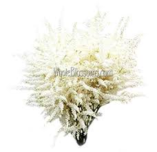 Maybe you would like to learn more about one of these? Astilbe White Blossom Astilbe Flower Bulk Flowers Flowers Near Me