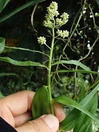 Image result for Flagellaria guineensis