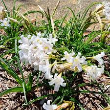 Image result for Crinum lugardiae