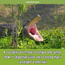 Image result for crocodile tongue images