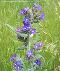 In this article we will look at the pretty weeds with purple flowers, including their uses and benefits, to help you decide to keep them or pull them out. Washington State Noxious Weed Control Board